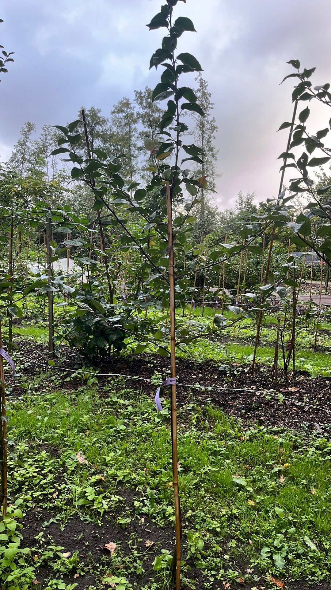 Appel Malus Dries Hoogstam, Ophalen, Lente, Volle zon, Overige soorten