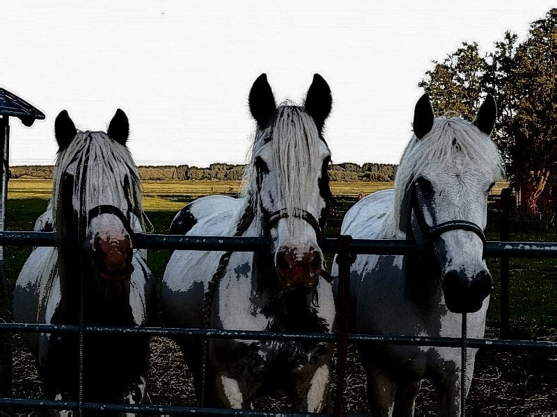 ** Lief Paard Gezocht!!**           **Kijk A.U.B. even! **, Dieren en Toebehoren, Paarden, Merrie, B, 160 tot 165 cm, 7 tot 10 jaar