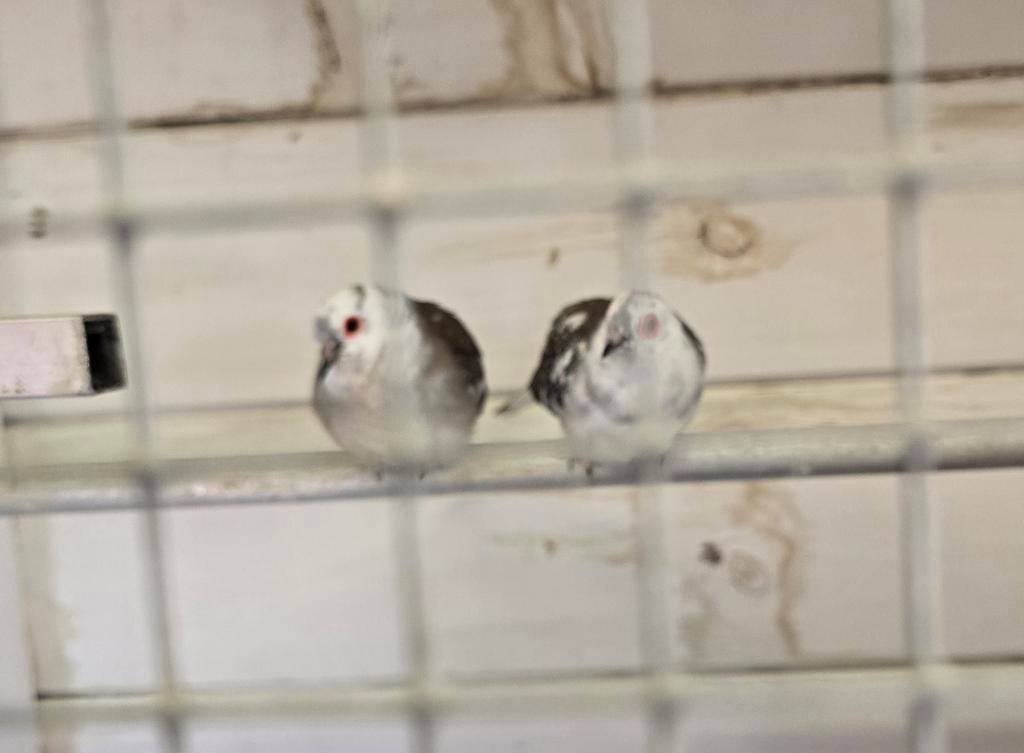 2 koppels diamantduiven  1x bont 1x beetje bont, Dieren en Toebehoren, Meerdere dieren, Overige soorten