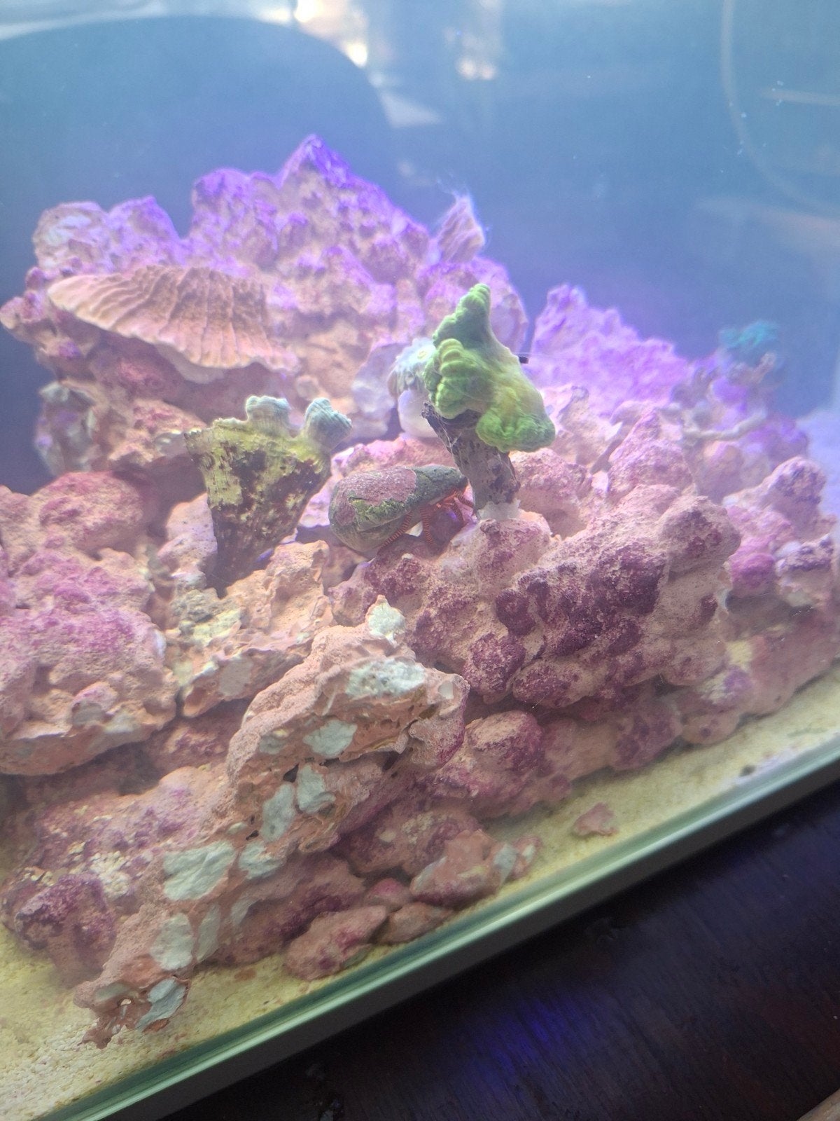 levend steen voor zeeaquarium gezocht, Ophalen of Verzenden, Gevuld zeewateraquarium
