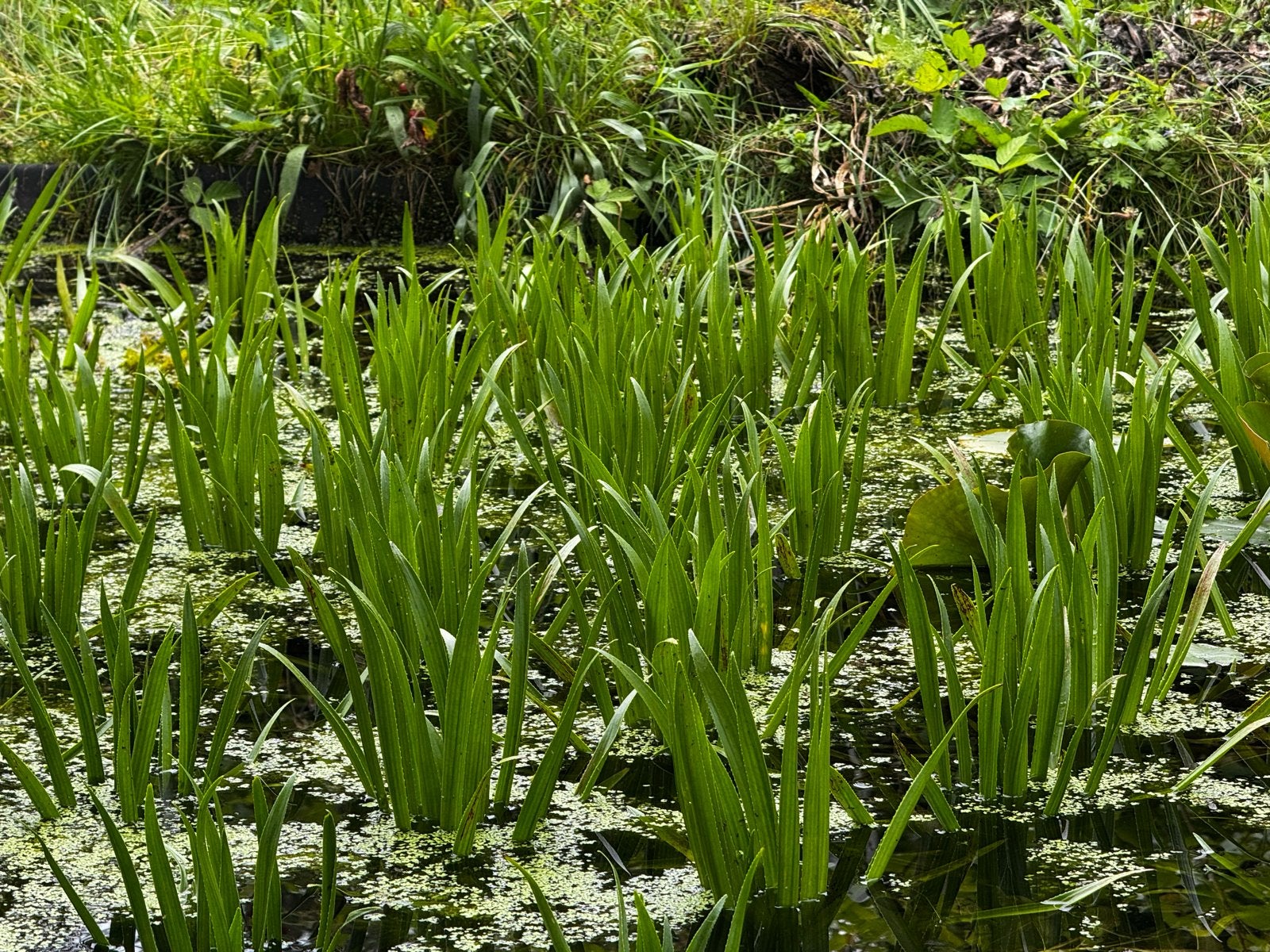 Krabbescheer en Fontijnkruid - Waterplanten tegen algen, Tuin en Terras, Vijvers, Ophalen, Gebruikt