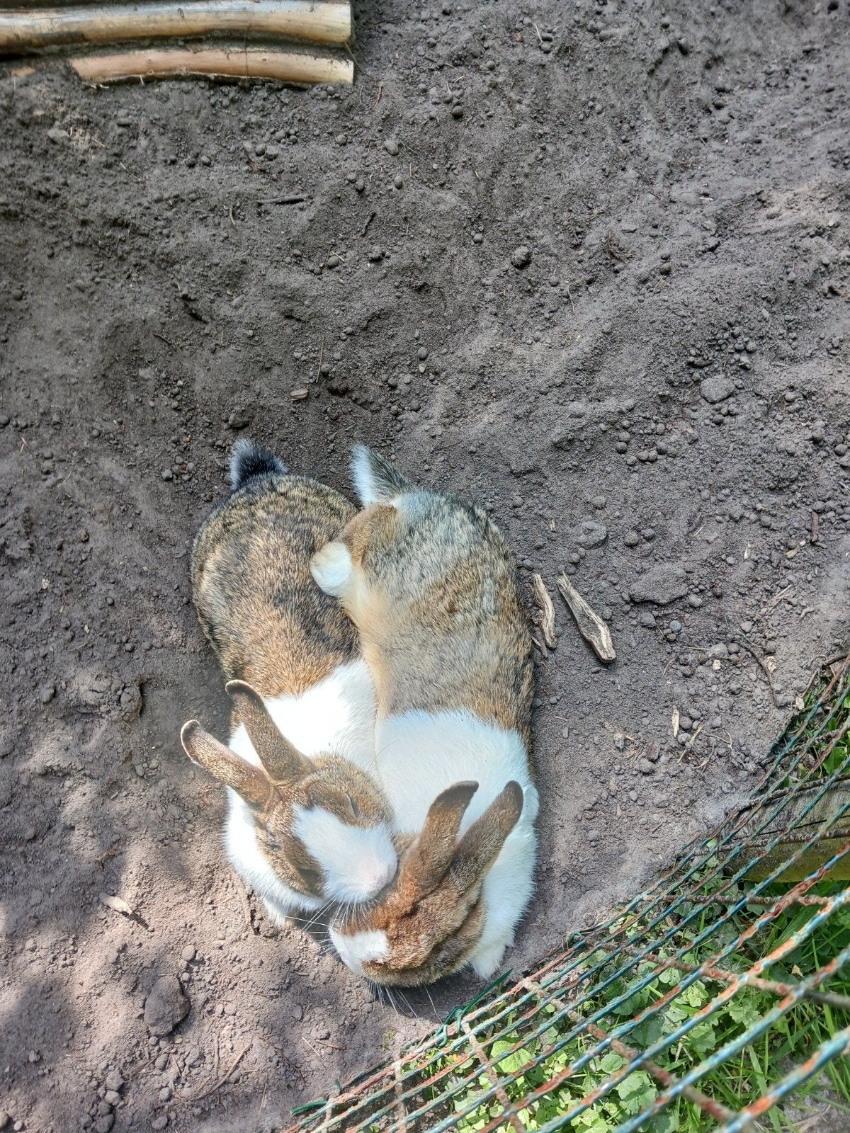 Twee lieve konijnen zoeken groter huis, Dieren en Toebehoren, Vrouwelijk, Middelgroot, 3 tot 5 jaar