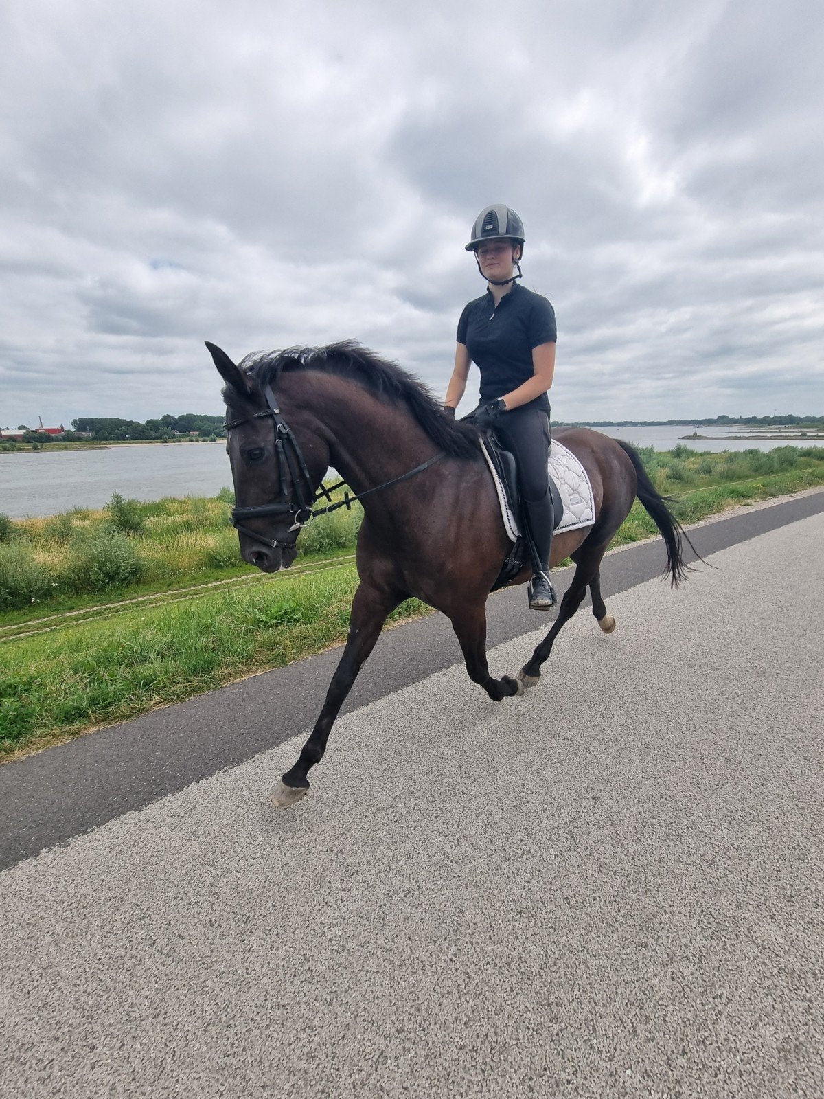 Braaf ervaren rijpaard.!, Merrie, Met stamboom, Springpaard, 11 jaar of ouder
