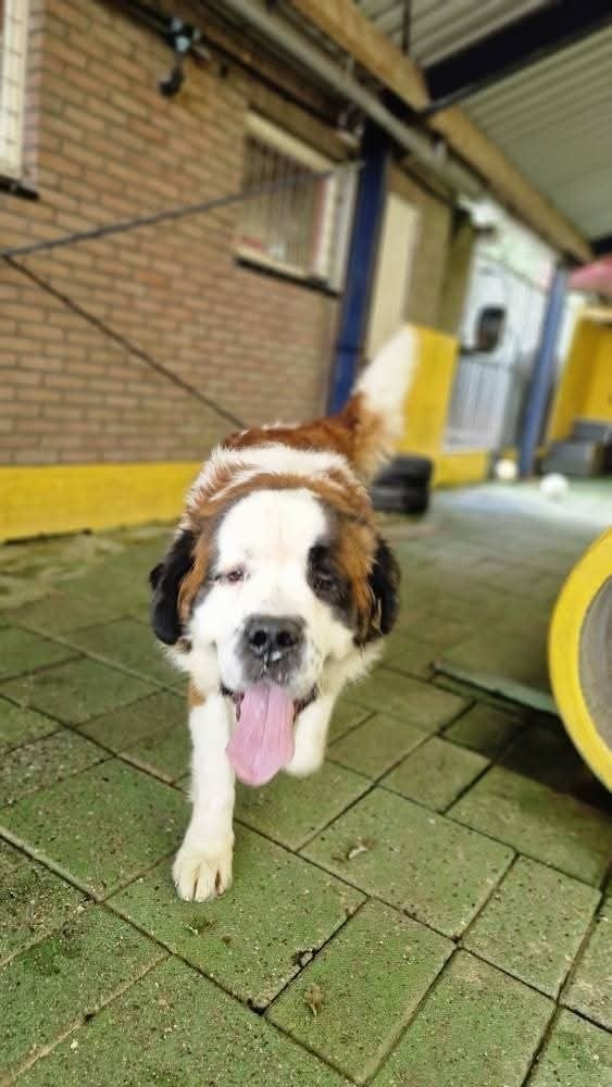 Lieve sint bernard reu, 1 tot 2 jaar, Eén hond, Nederland, Particulier