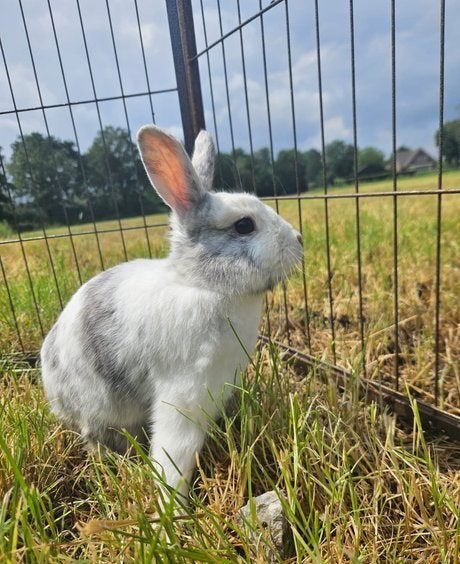Aster zoekt een nieuw huisje!, Mannelijk, Klein, 0 tot 2 jaar