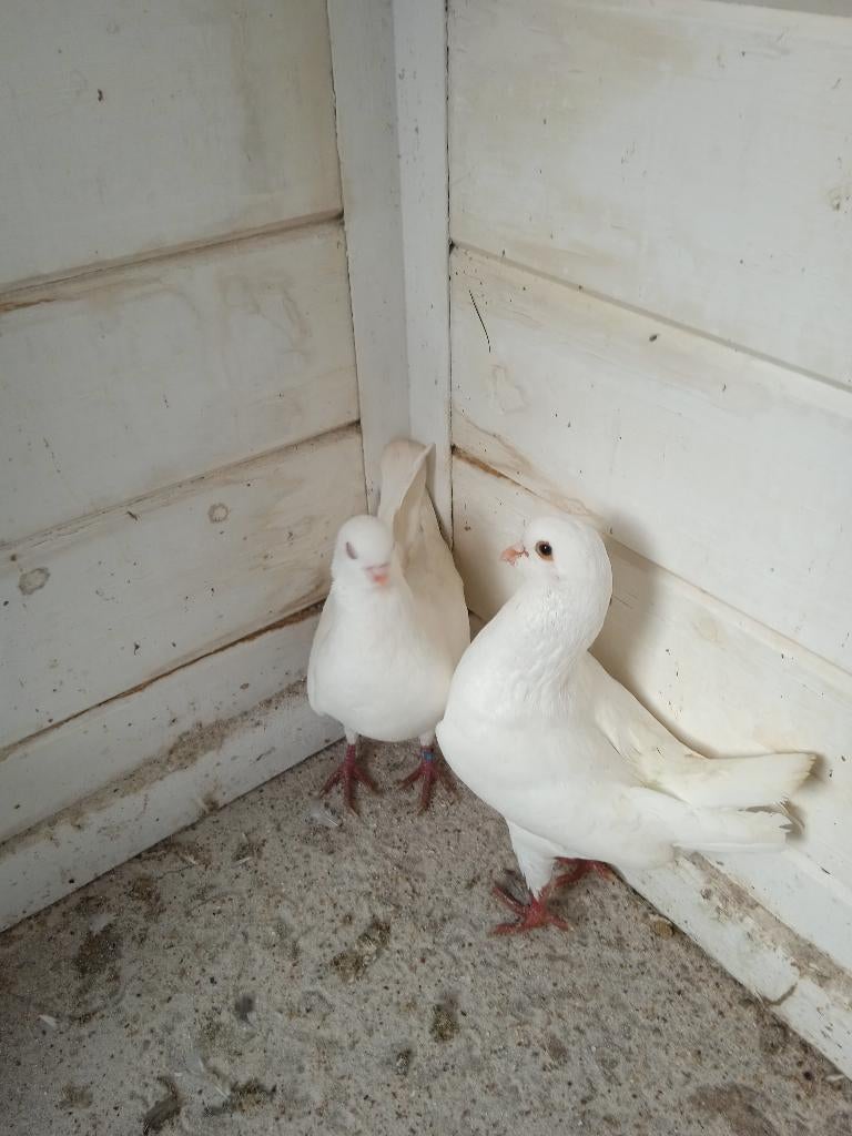 Duitse modena koppel, Meerdere dieren, Overige soorten