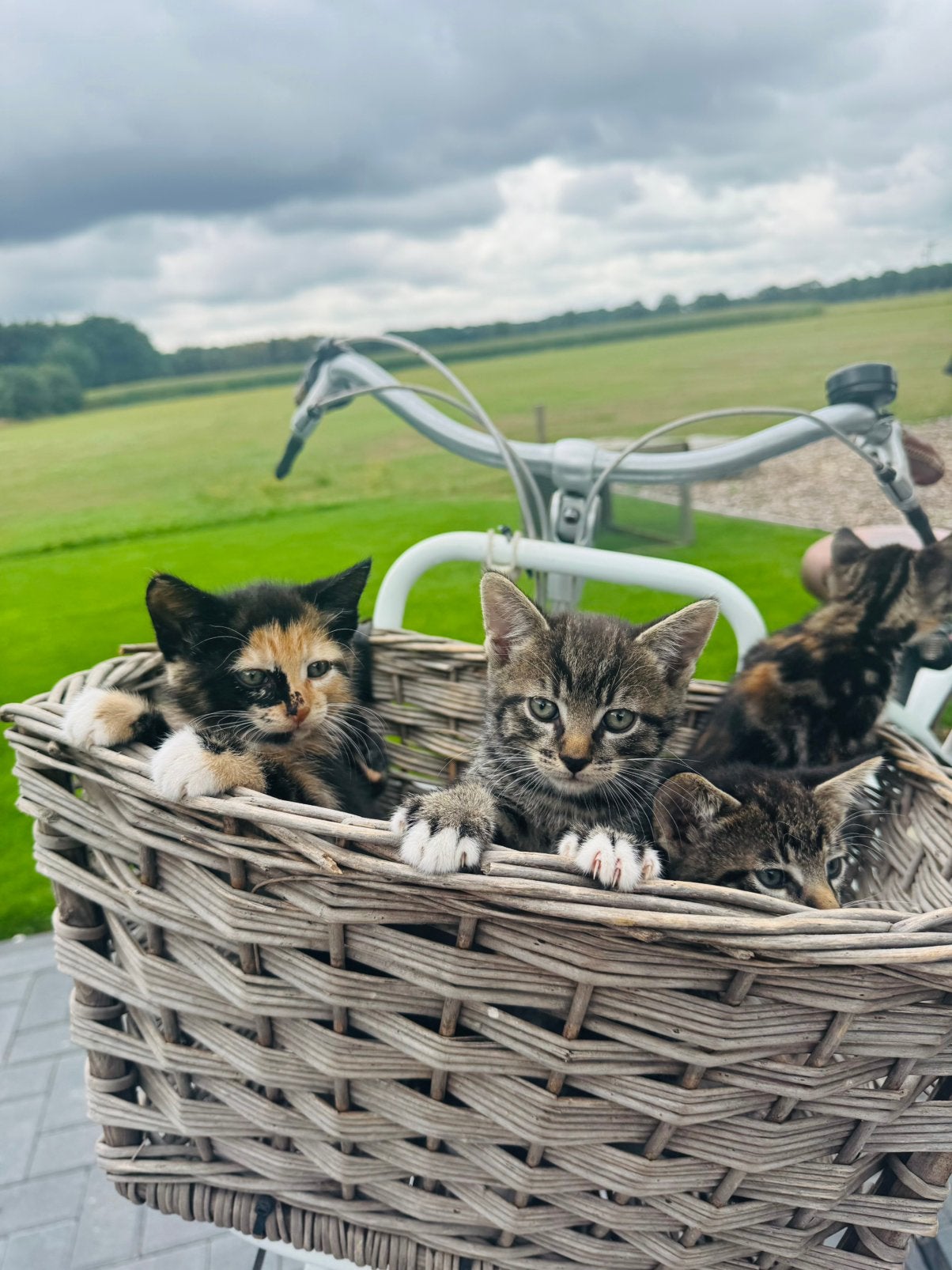 Lieve, speelse boerderijkittens, Dieren en Toebehoren, Meerdere dieren, Kortharig, 0 tot 2 jaar