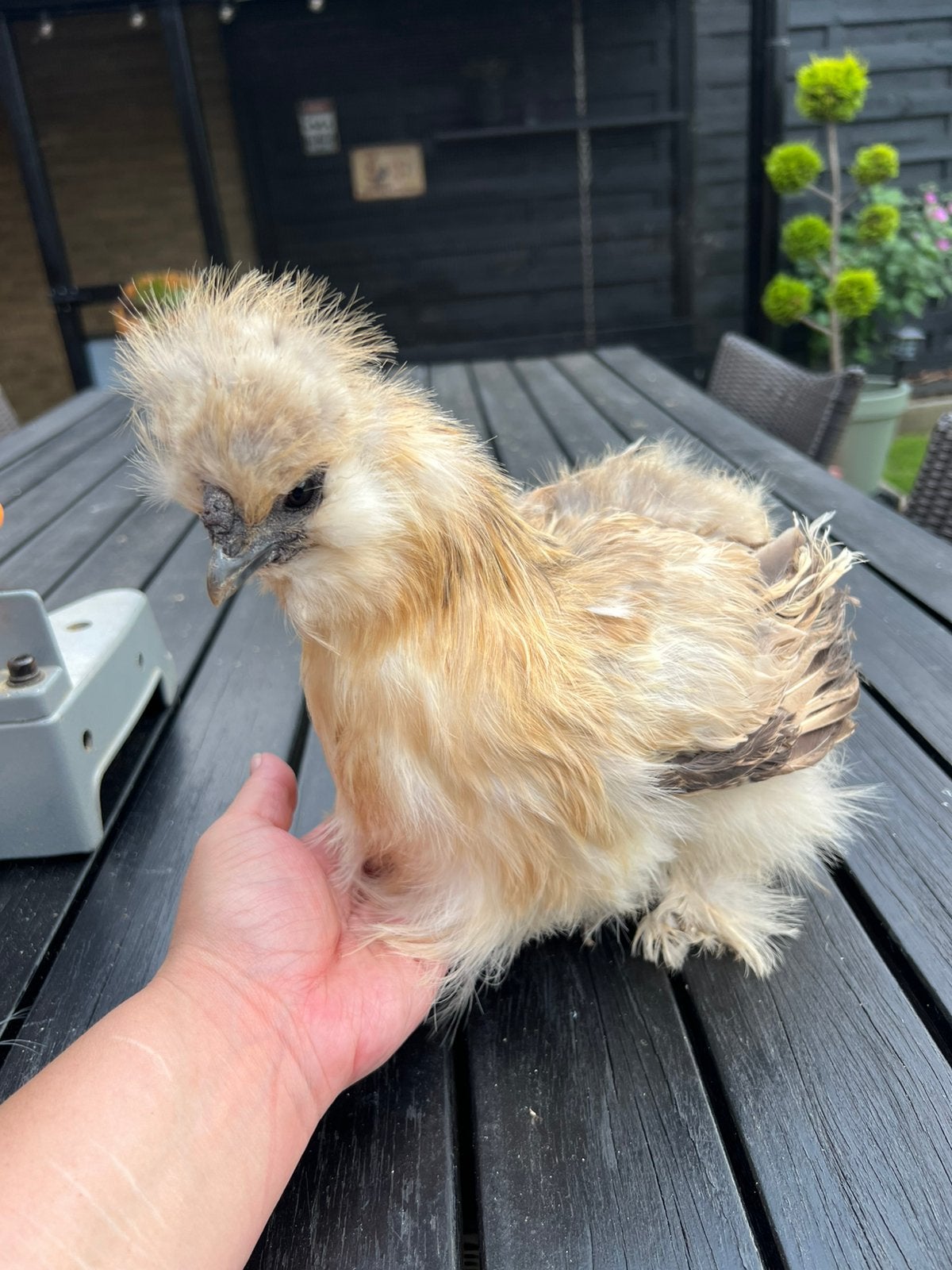 Zijdehoen hen - 11 maanden oud, Dieren en Toebehoren, Pluimvee, Vrouwelijk, Kip