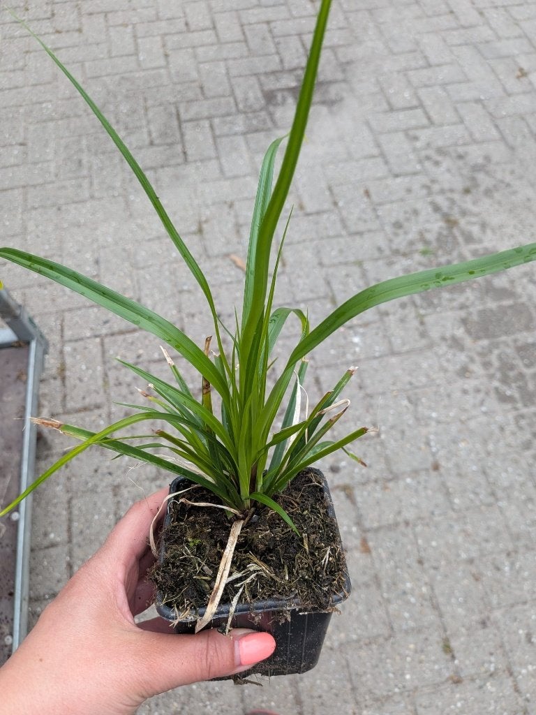 Liriope muscari 'Moneymaker' (Leliegras) – P9, Vaste plant, Halfschaduw, Zomer, Ophalen