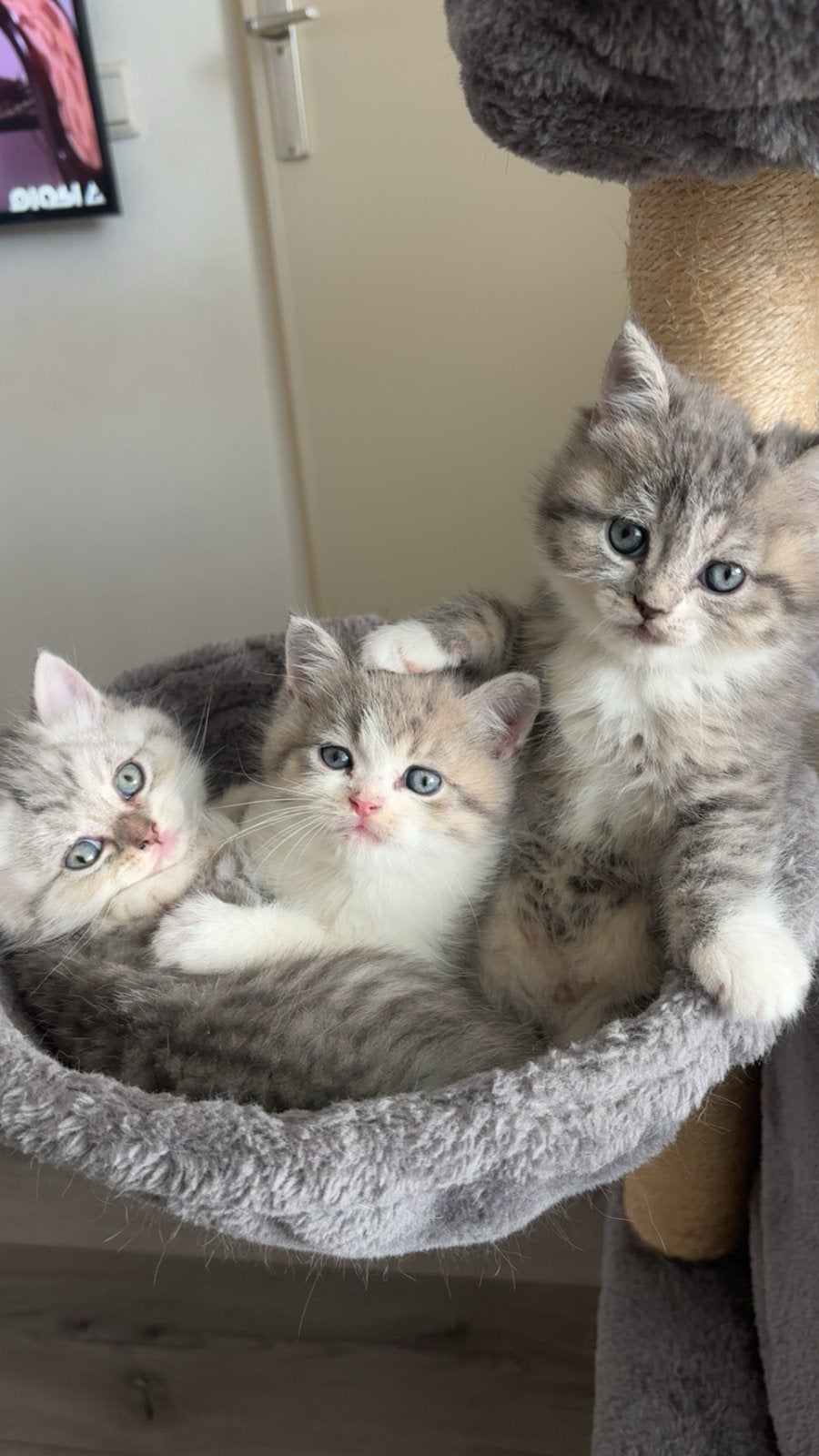 3 half perzische katertjes, Kater, Langharig, 0 tot 2 jaar