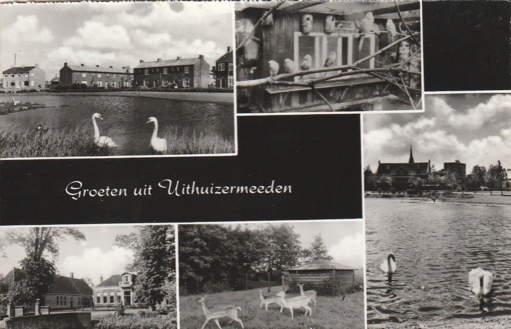 UITHUIZERMEEDEN Zwanen Volière Hertenkamp Groeten, Verzamelen, Verzenden, 1960 tot 1980, Gelopen, Groningen