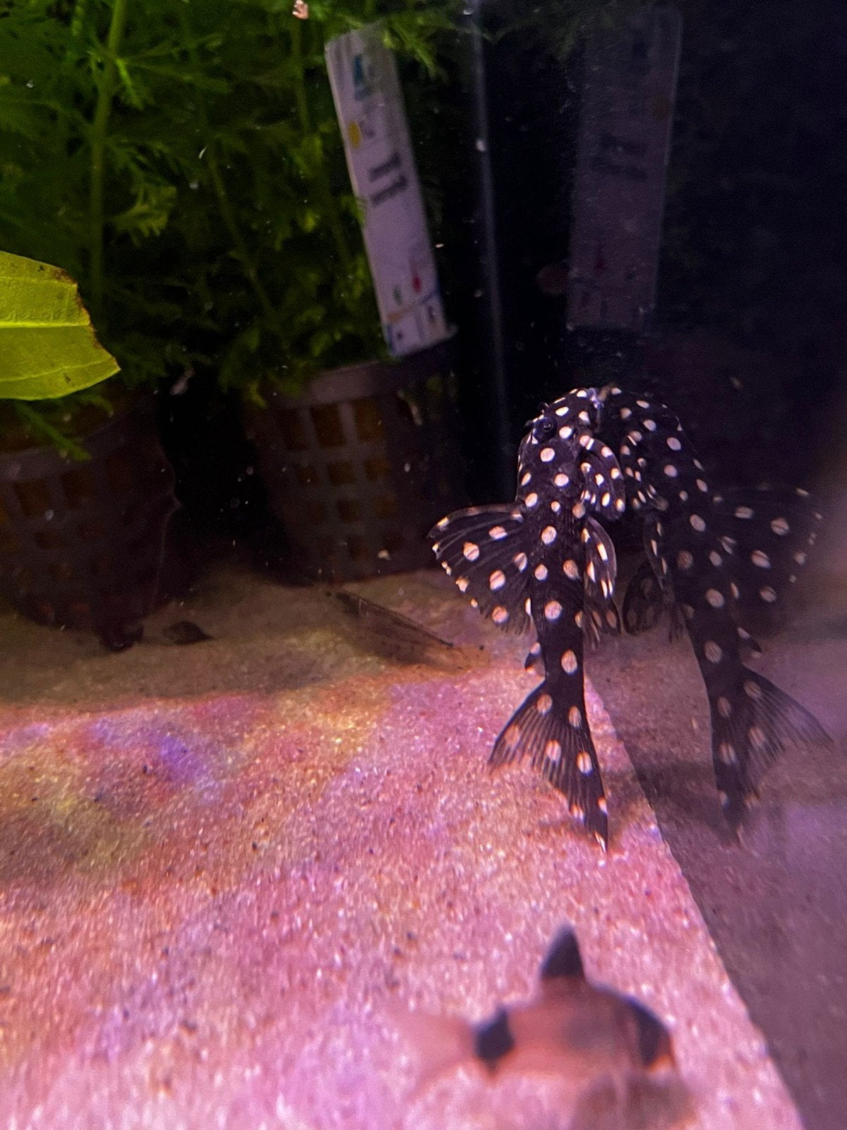 L471 Hypancistrus pleco, Vis, Zoetwatervis