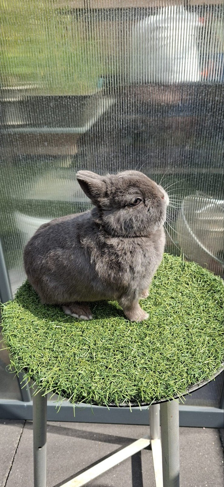 Kleurdwerg koppel blauw, Mei, Meerdere dieren, Overige typen, Tam
