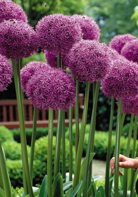 Allium ‘Globemaster’ 3 bollen zeer voordelig, Ophalen of Verzenden