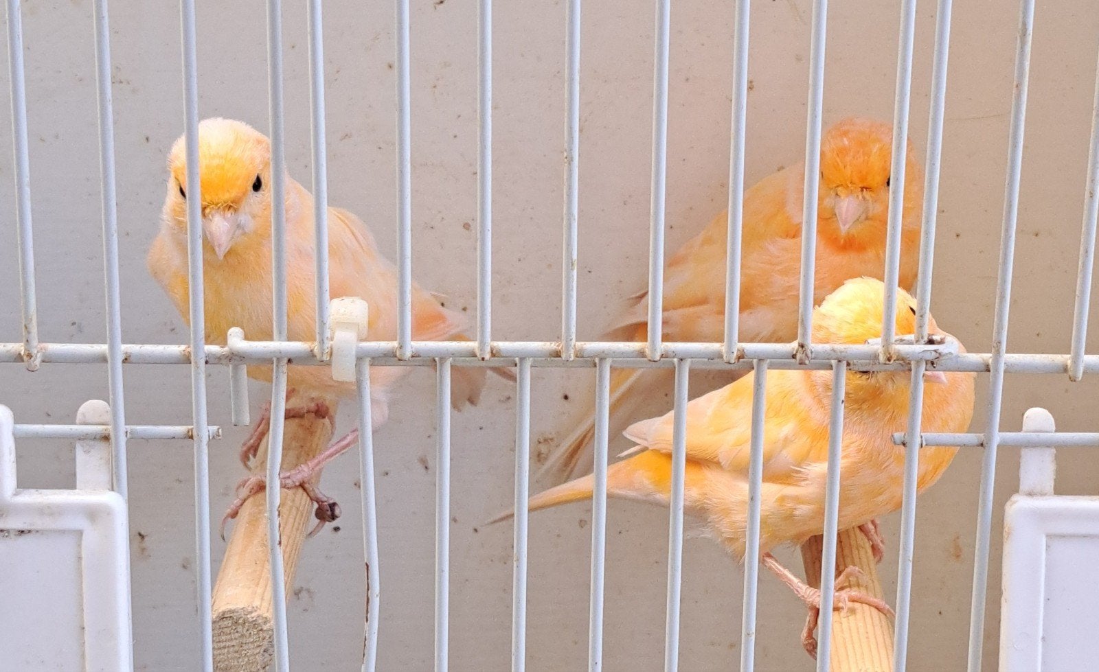 kanaries, Meerdere dieren, Kleurkanarie