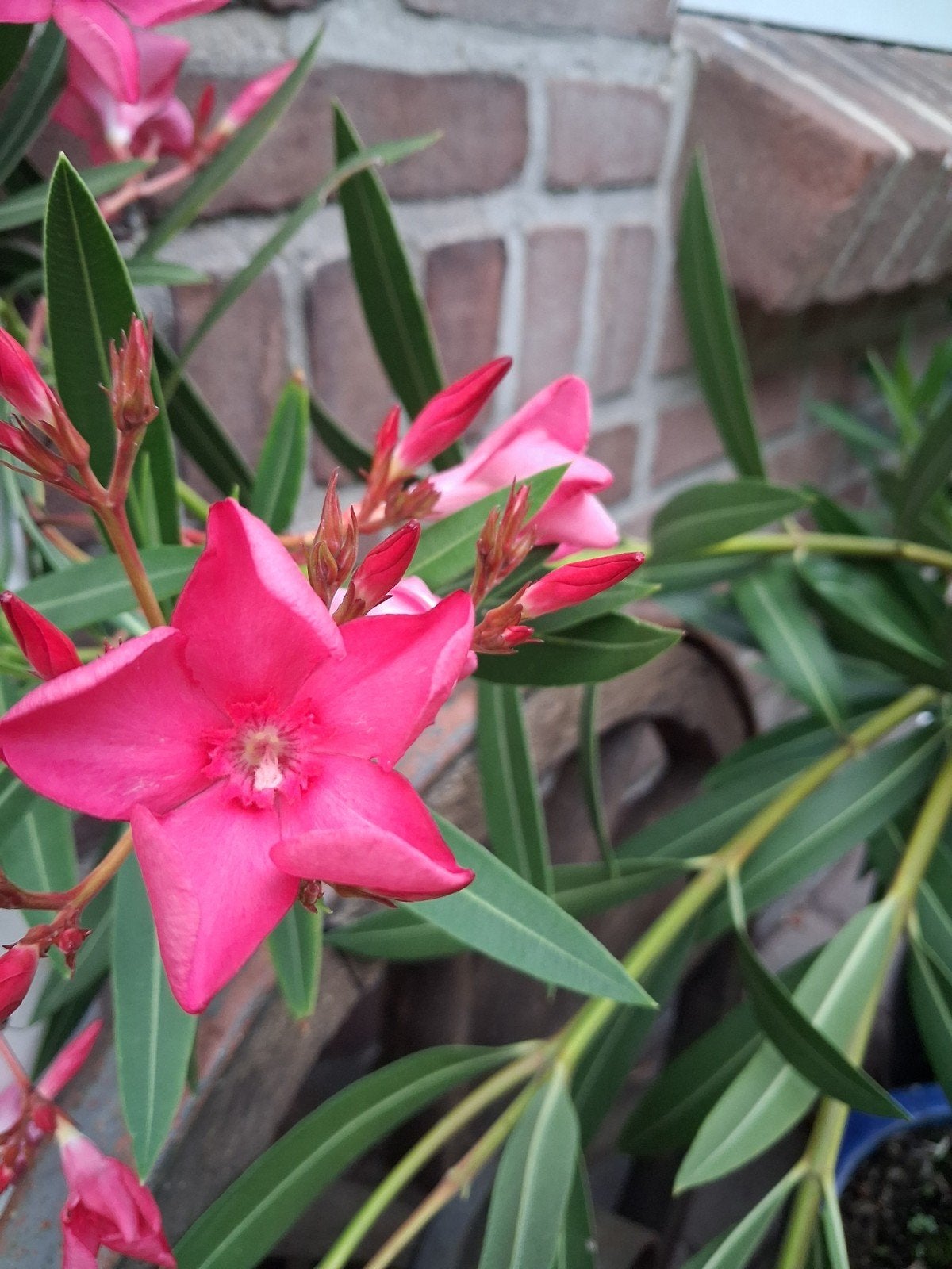 Twee mooie roze Oleander boompjes - Mediterrane sfeer, Tuin en Terras, Overige soorten, 100 tot 250 cm, Zomer, Ophalen