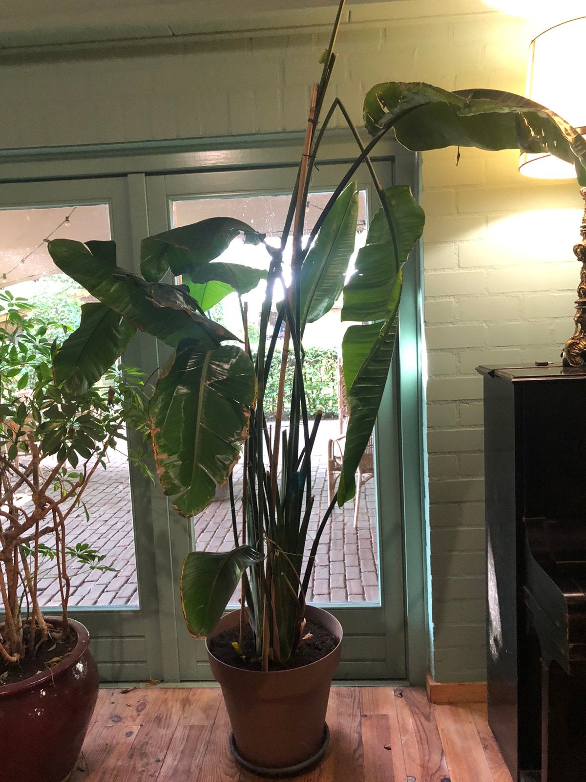 Hele hoge strelitzia ., Ophalen, Halfschaduw