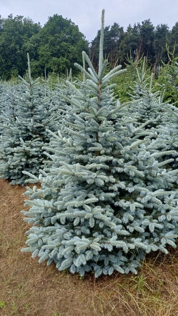 Picea pungens super blue, Tuin en Terras, Bloeit niet, Overige soorten, 100 tot 250 cm, Ophalen