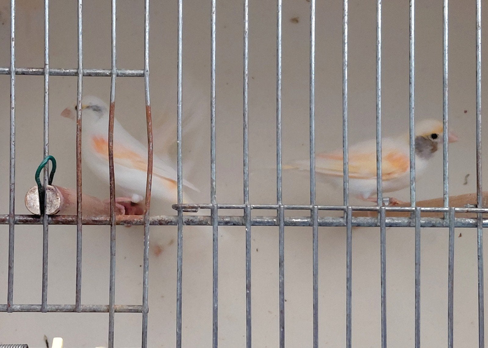 2 mozaiek kanaries, Meerdere dieren, Kleurkanarie
