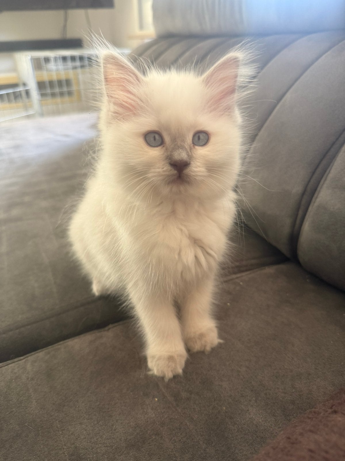 Prachtig ragdoll poesje met stamboom!, Meerdere dieren, Met stamboom, 0 tot 2 jaar