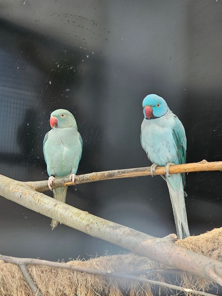 Koppel Halsbandparkieten | Blauw | 2025, Dieren en Toebehoren, Meerdere dieren, Parkiet, Geringd