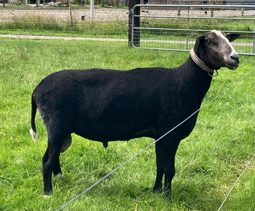 Zwartbles stamboekram NZS, Mannelijk, Schaap, 3 tot 5 jaar