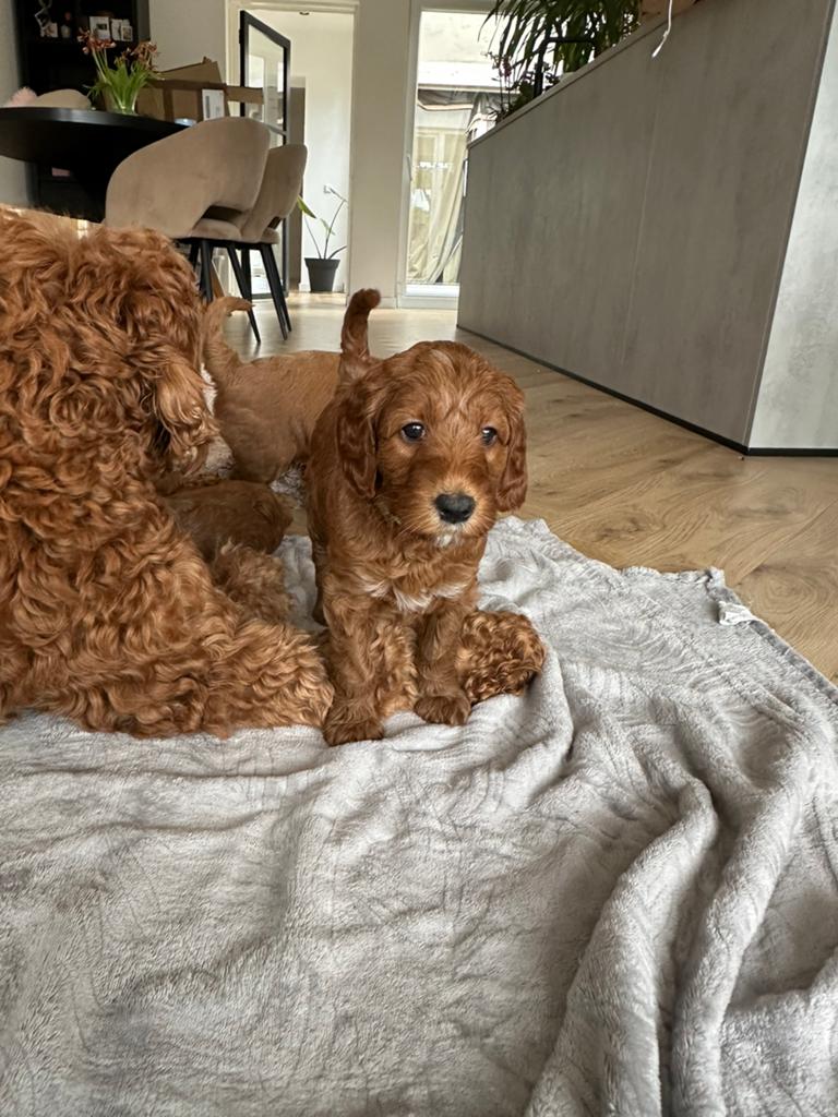 Australian labradoodle pups, Overige rassen, 8 tot 15 weken, Parvo, Meerdere dieren