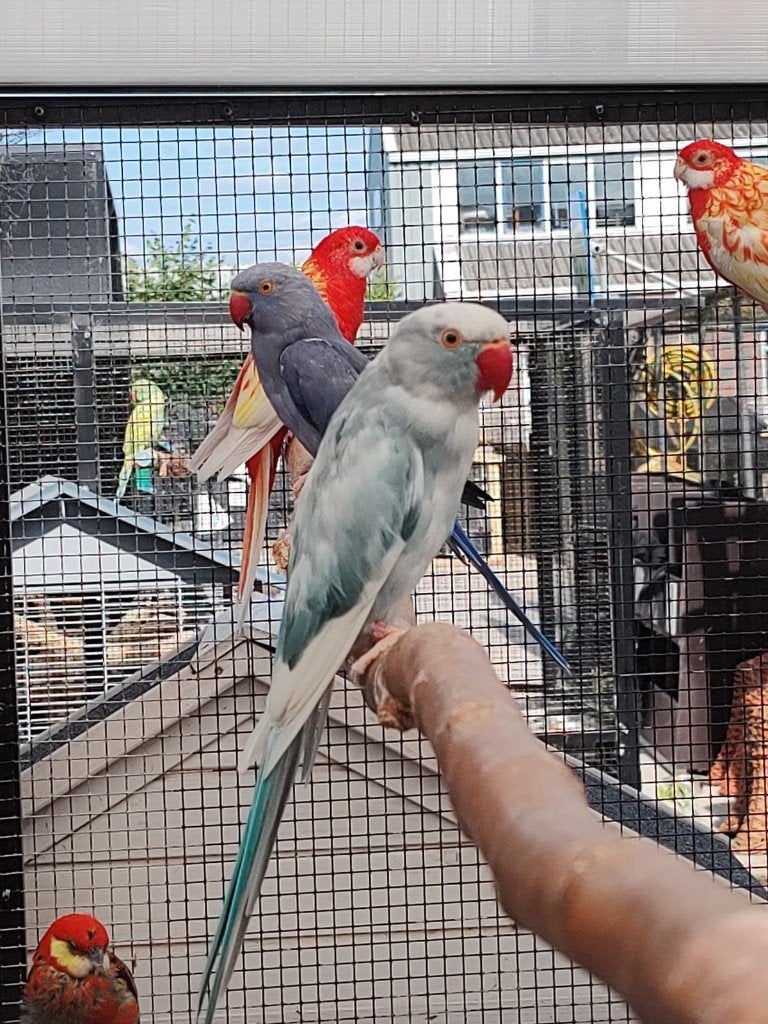 Mooi broedkoppel recessief bonte halsbandparkieten, Meerdere dieren, Parkiet, Geringd
