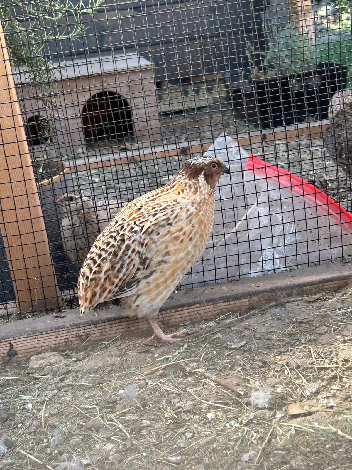 Jumbo kwartel hanen, Ophalen, Nieuw, Overige typen