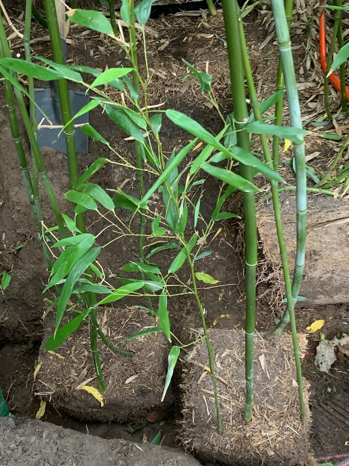 Bamboe , groen, 3 m of snoeien op gewenste hoogte, Ophalen, Bloeit niet, Overige soorten, Halfschaduw