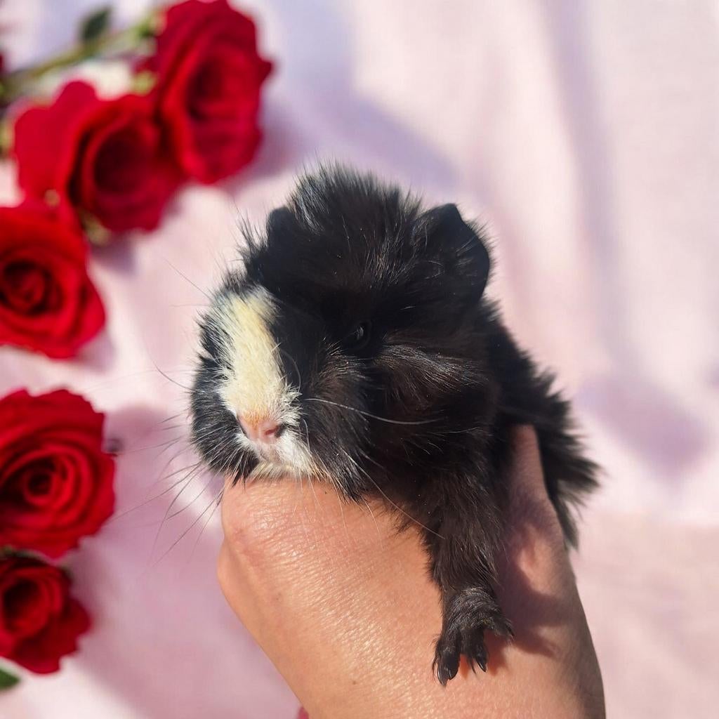 cavia Purivian lang haar, April, Meerdere dieren, Cavia