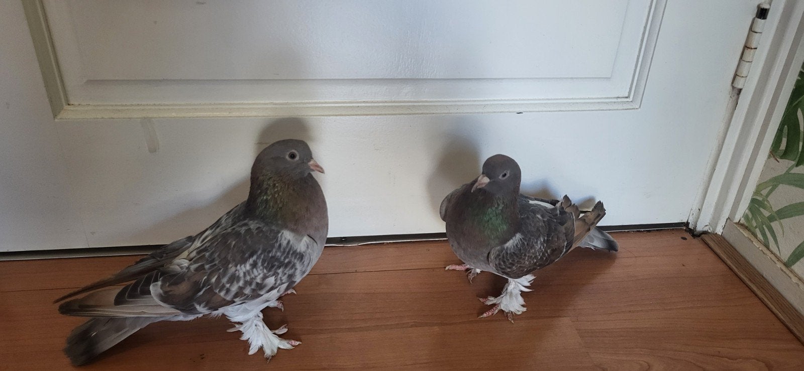 Takla duiven  twee kopel, Dieren en Toebehoren, Vogels | Duiven, Meerdere dieren, Postduif