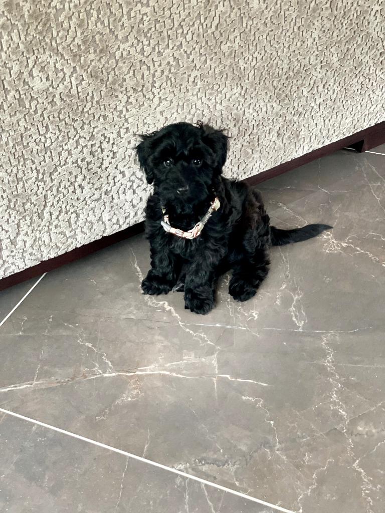 maltipoo  boomer /poedel papa stamboom, Dieren en Toebehoren, Honden | Chihuahua's en Gezelschapshonden, Poedel, Parvo, 8 tot 15 weken