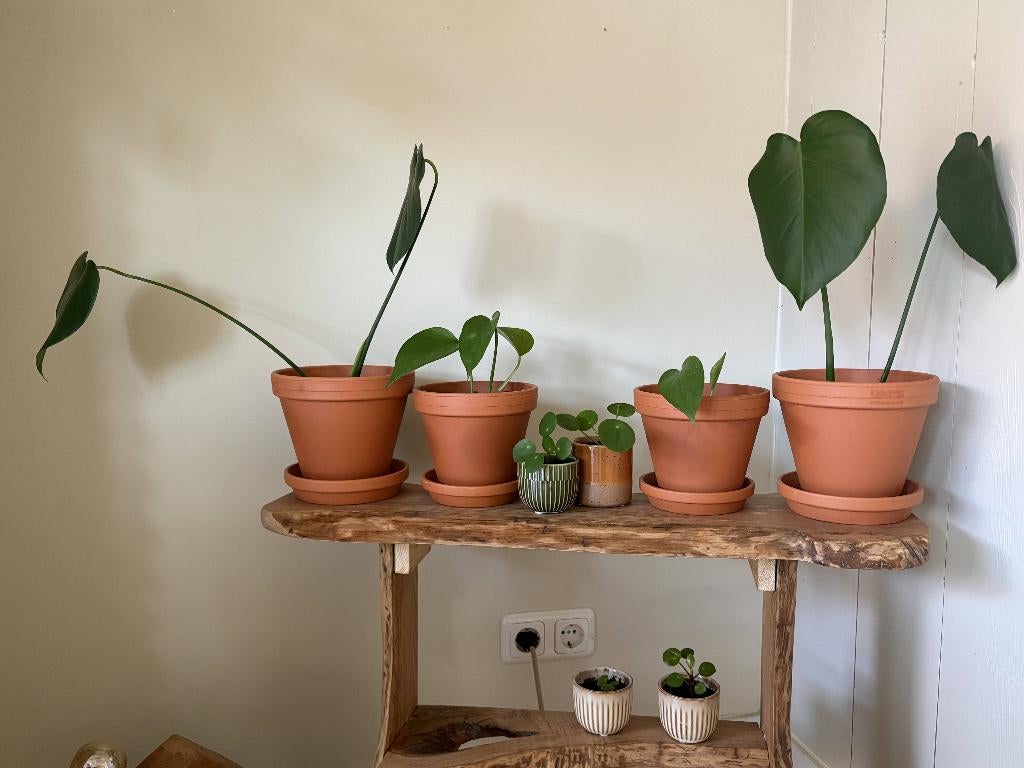 Kamerplanten stekjes, Ophalen, Overige soorten, Halfschaduw, In pot