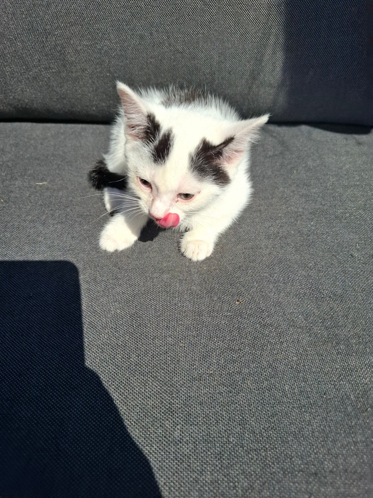Kittens, Meerdere dieren