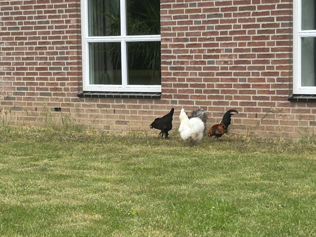 Krielkippen gevraagd, Vrouwelijk, Kip