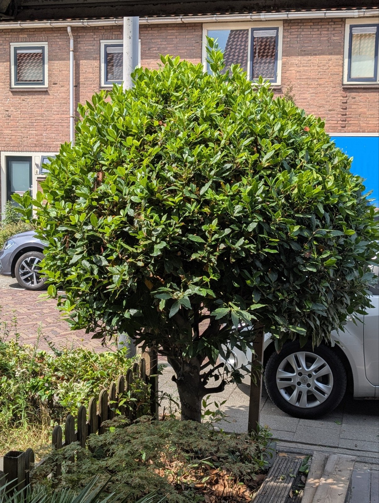 Laurierboom - Prachtige bolvormige laurier, Bloeit niet, 100 tot 250 cm, Ophalen, Volle zon