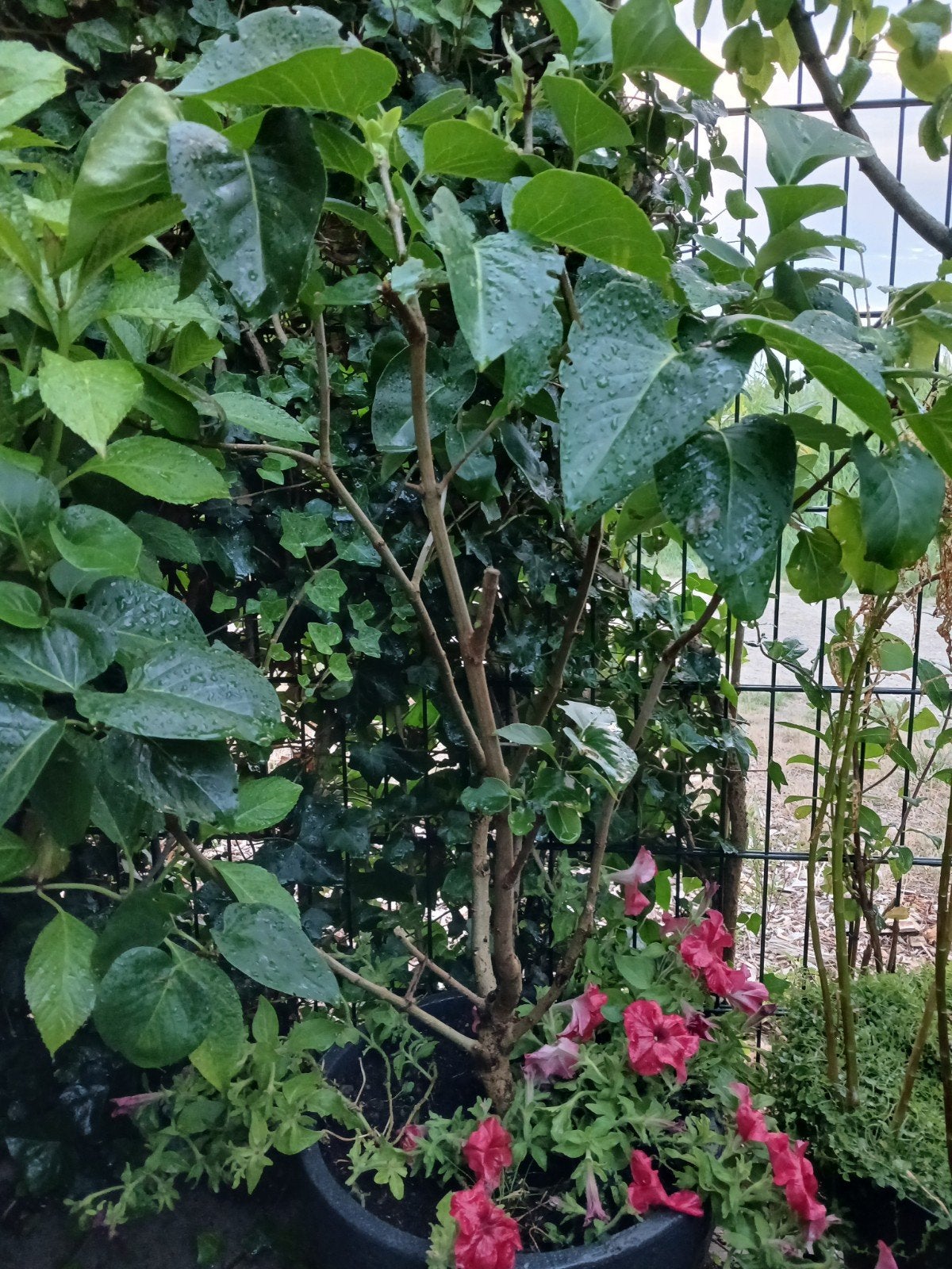bloeiende sering in sierpot, Tuin en Terras, Lente, Minder dan 100 cm, Ophalen, Volle zon