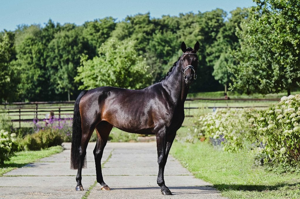 Chique 4-jarige dressuurmerrie!, Dieren en Toebehoren, Merrie, Met stamboom, Dressuurpaard, 3 tot 6 jaar
