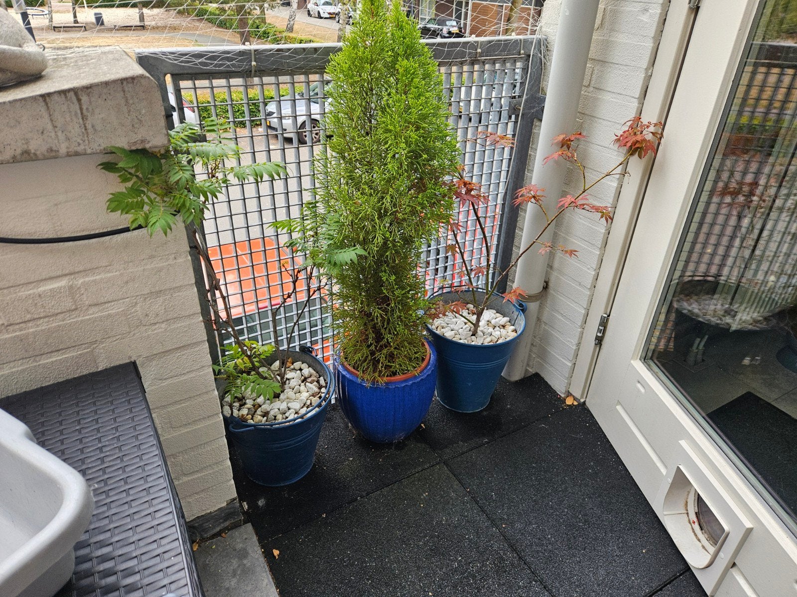 Conifeer in geglazuurde keramische bloempot, Tuin en Terras, Ophalen, Overige soorten, Volle zon