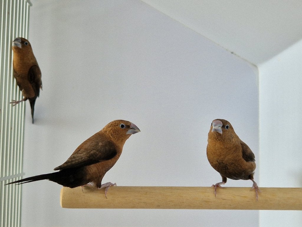 Zilverbekjes | Tropische vogels | Passend advies, Dieren en Toebehoren, Meerdere dieren, Tropenvogel