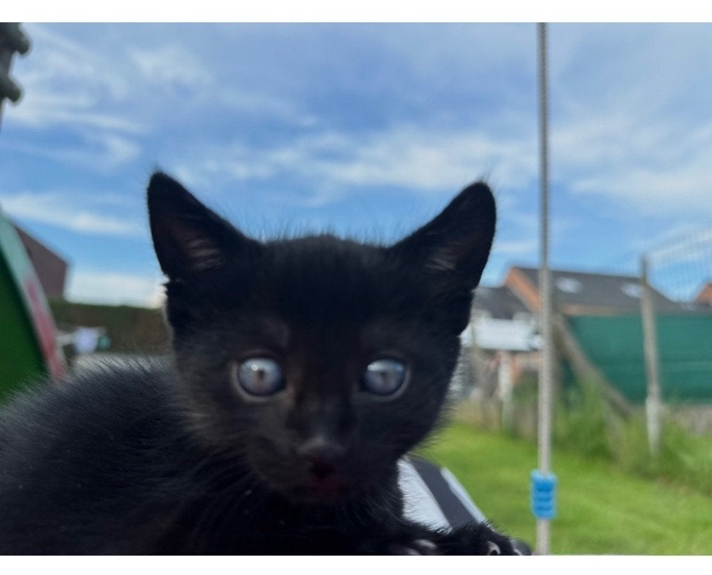 Kittens, Meerdere dieren, Ontwormd