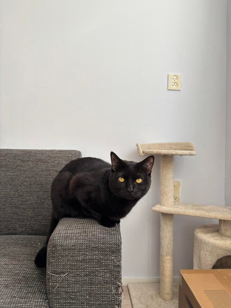 Lieve kater (gecastreerd)met toebehoren, Dieren en Toebehoren, Kater, Kortharig, 0 tot 2 jaar