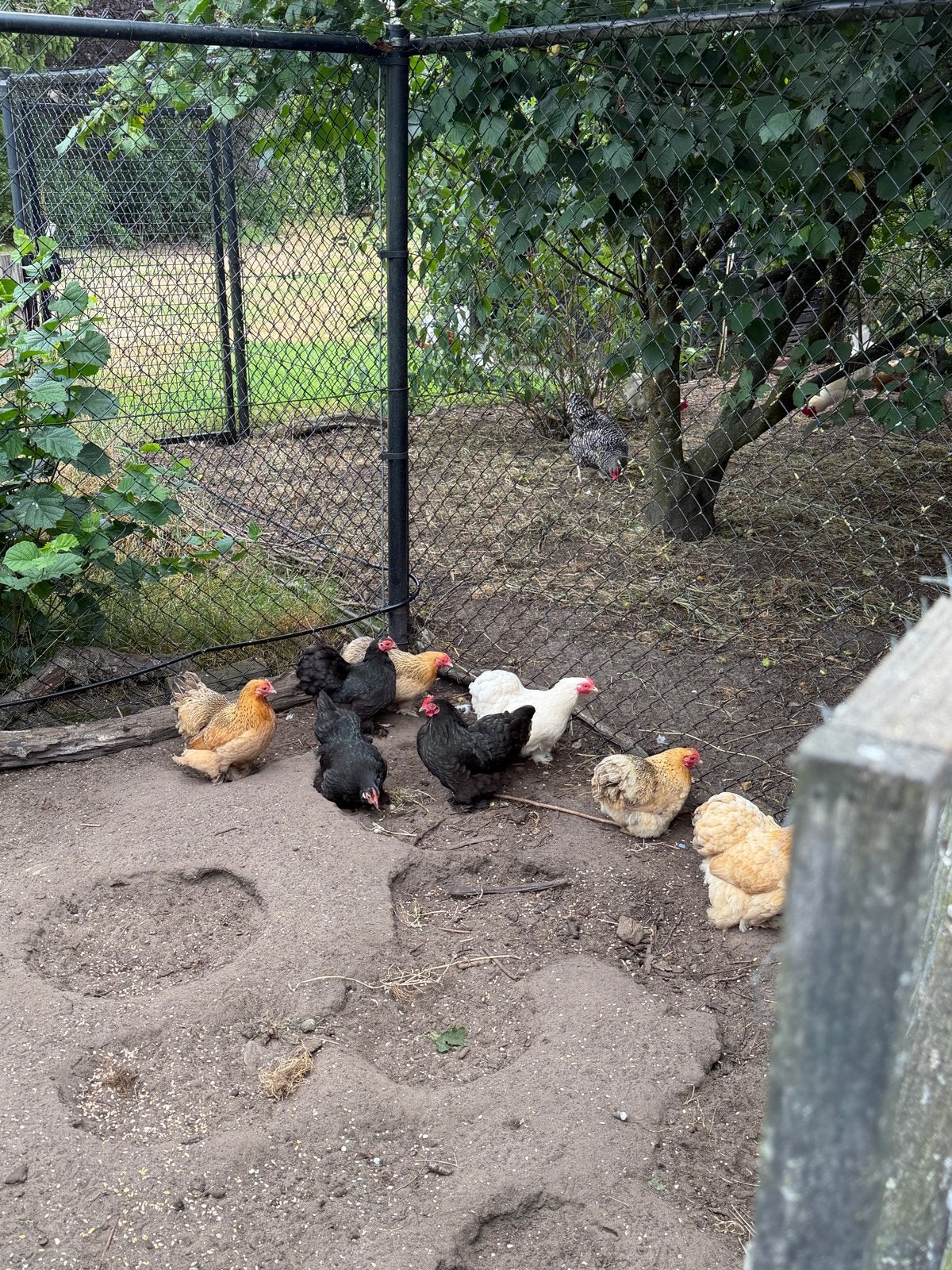 Cochin kriel kippen diverse kleuren, Dieren en Toebehoren, Meerdere dieren, Kip