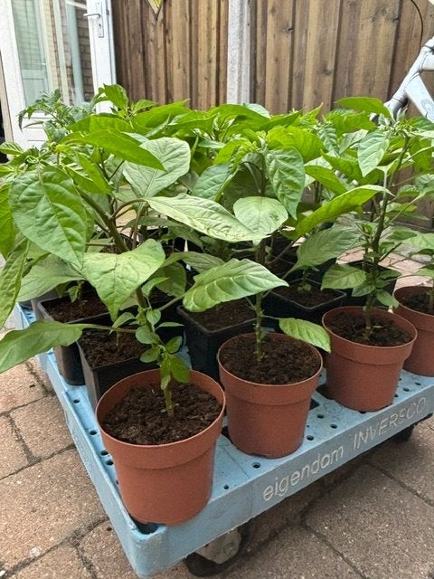 Peper planten, Tuin en Terras, Volle zon, Groenteplanten, Eenjarig, Ophalen of Verzenden
