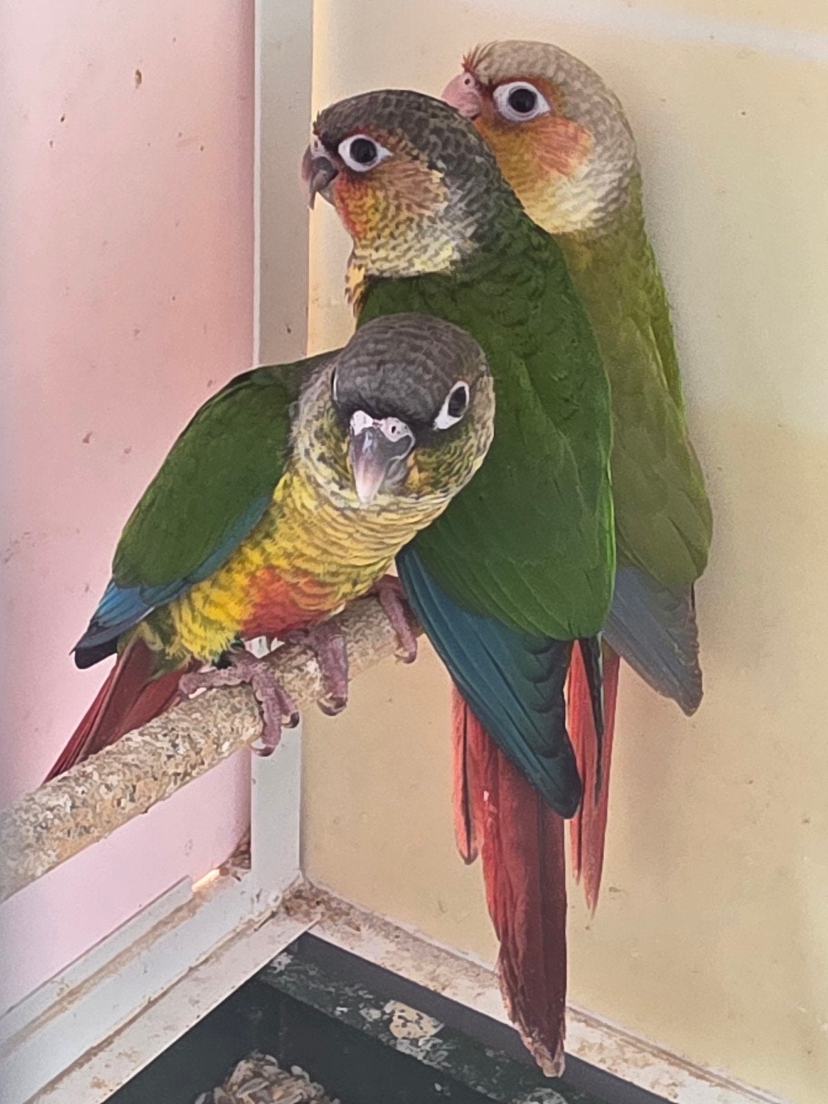 Pyrrhura's, Dieren en Toebehoren, Vogels | Parkieten en Papegaaien, Geslacht onbekend, Dwergpapegaai of Agapornis, Tam