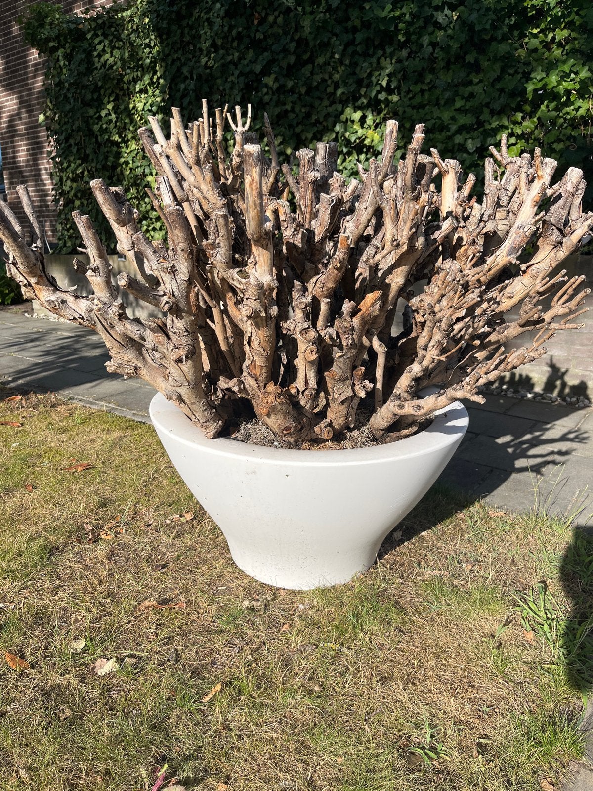 Catalpa in Elho Design plantenbak, Ophalen, Kunststof, Gebruikt, Balkon