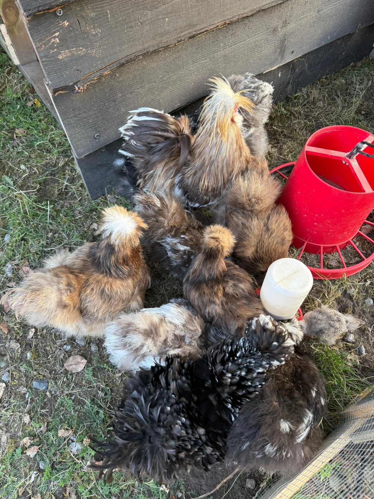 Usa zijdehoen mottled broedeieren, Geslacht onbekend, Kip