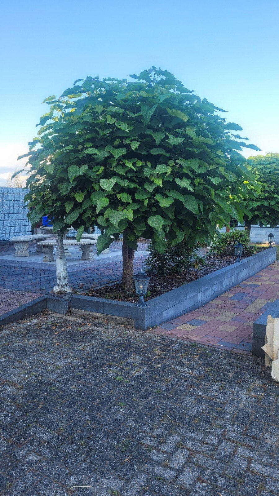 2 bol catalpa, Bloeit niet, 250 tot 400 cm, Ophalen, Volle zon