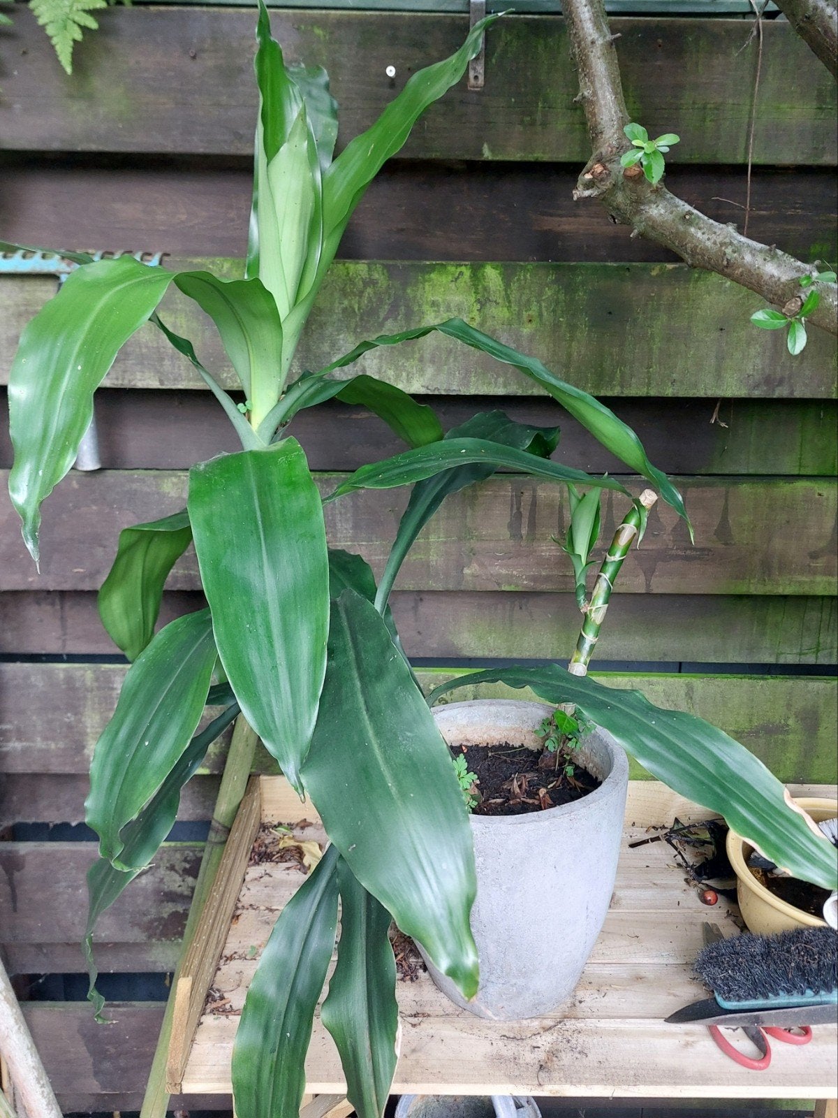 Grote dracena. Bijna 1 meter hoog, Ophalen, Halfschaduw, Minder dan 100 cm